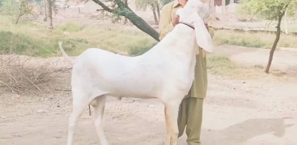desi Bakra for sale call me+_03460423873