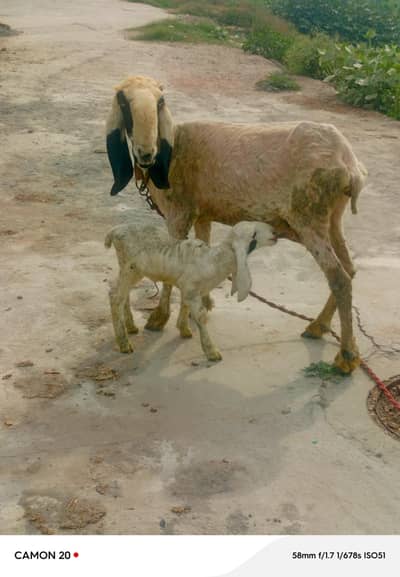 sheep with cute female