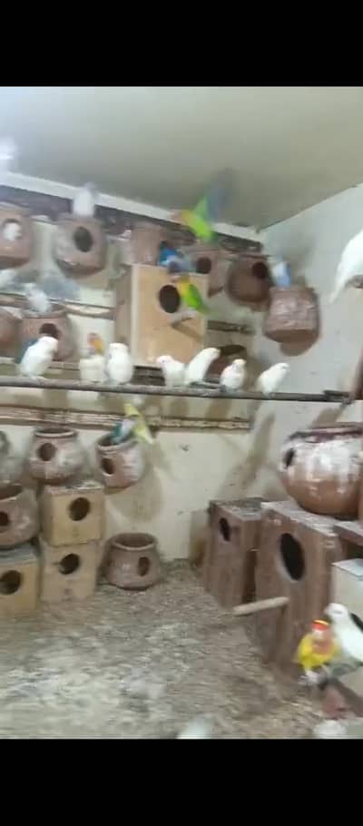 Love birds Parrots | Pairs Breeders plus parrots babies | 03004781811