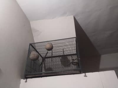 cage parits and  others birds03046795480