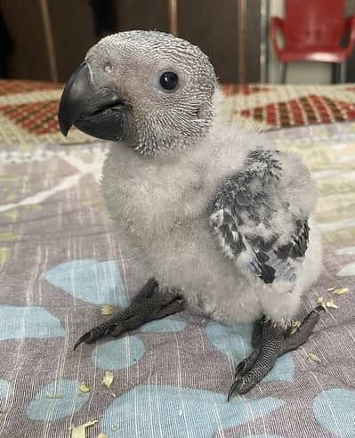 African Grey Chick for sale (Lahore)