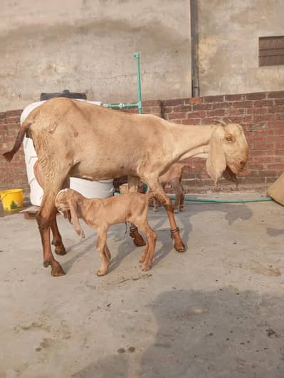 puer sailkoti bakri ha sath 2 male ha