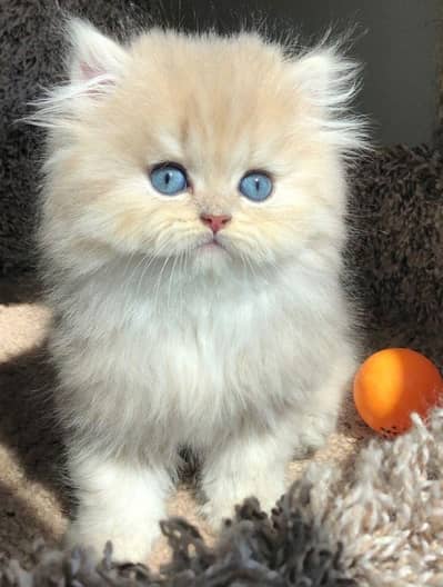 Persian cute kittens