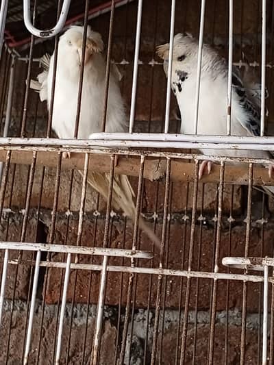 Hogo Romo and red eyes  female