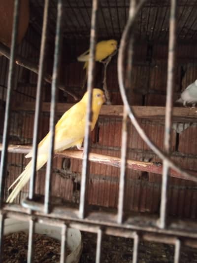 Australian red eyes yellow colour ma female