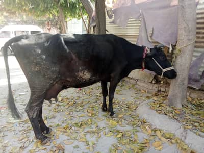 Jersey cross cow 0314 5387877