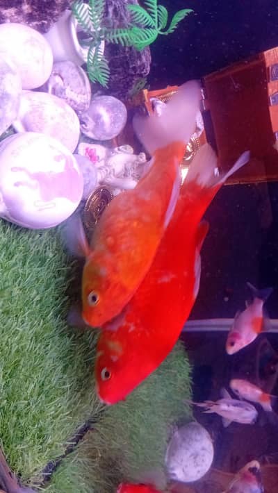 Gold Fish for sale 15"