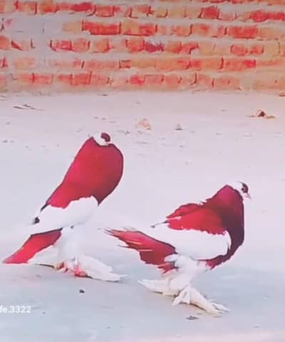 exchange with any birds