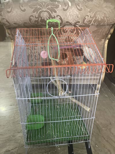 Love Bird Breader Pair With Cage