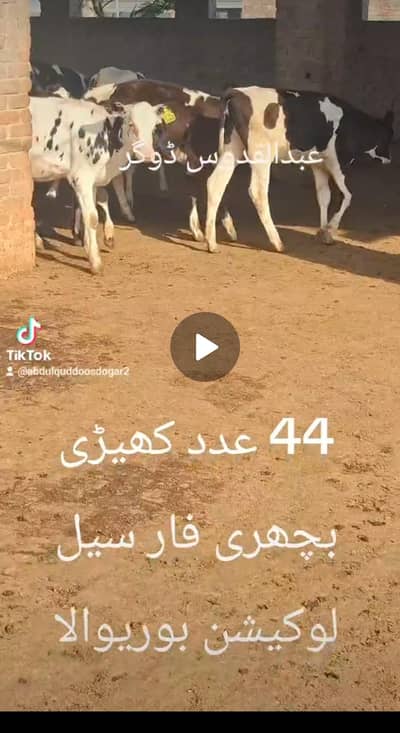 44 kheri bacheriya for sale Location Burewala