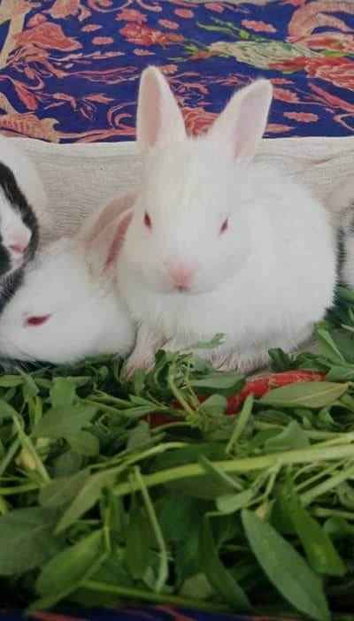 1 Month and 3 Month Rabbits for urgent sell
