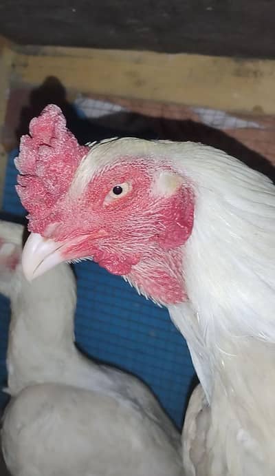 Aseel Heera Murga Top Quality