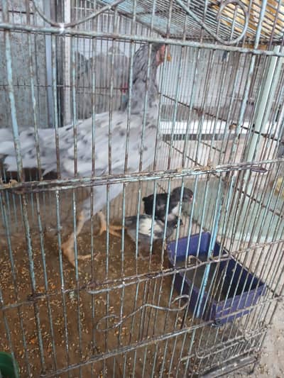 one hen with 2 chickes  20 days