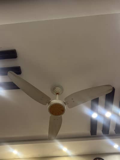 Royal Ceiling fan