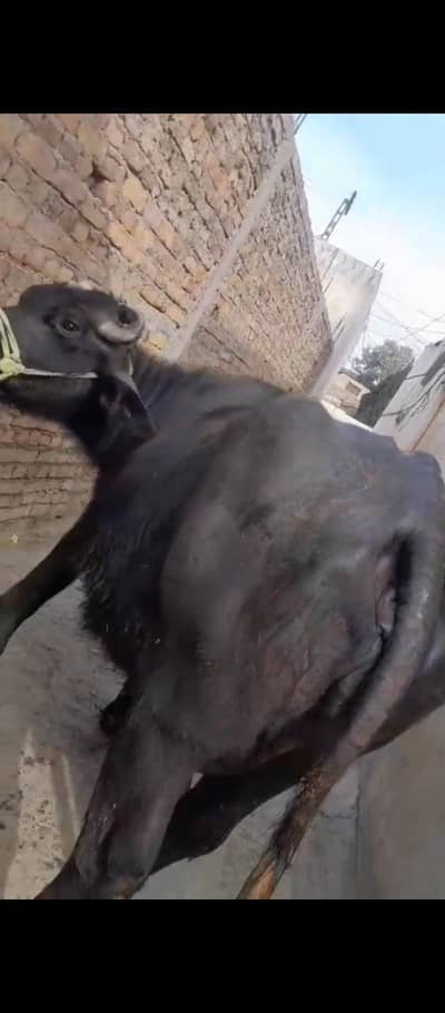 Befallo for sale pH 0/3/2/0/1/5/8/4/6/0/4