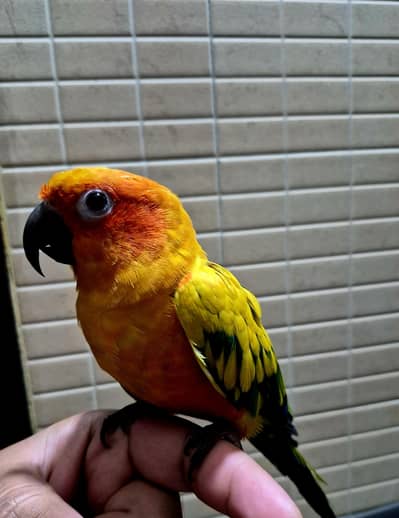 Sunconure Fully Hand tame