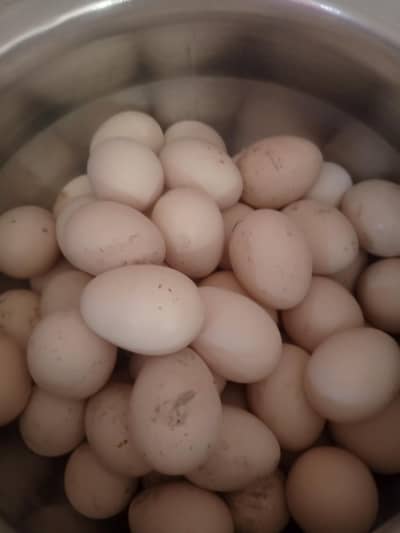 high quality paper fertili egg available