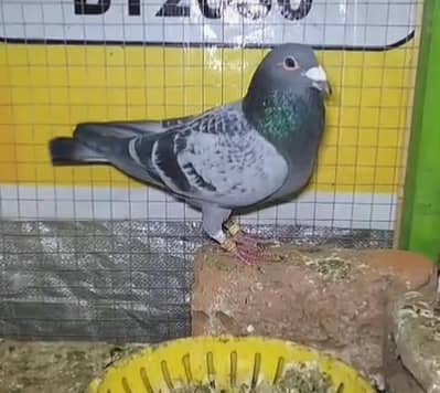 Qasad pigeons for sale d