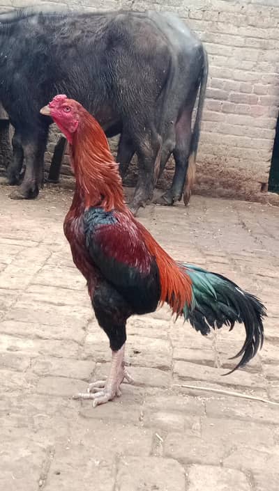 long height Thai male