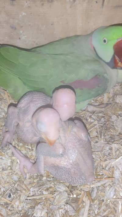 Raw parrot chicks green Ringneck