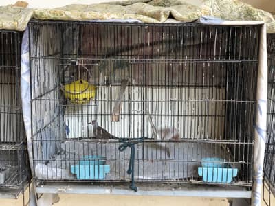 China Dove Breeder Pair