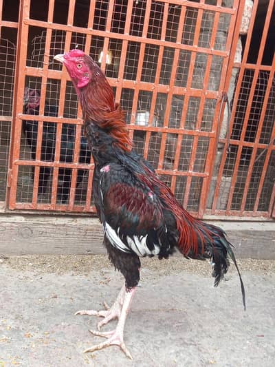 long height mazboot patha