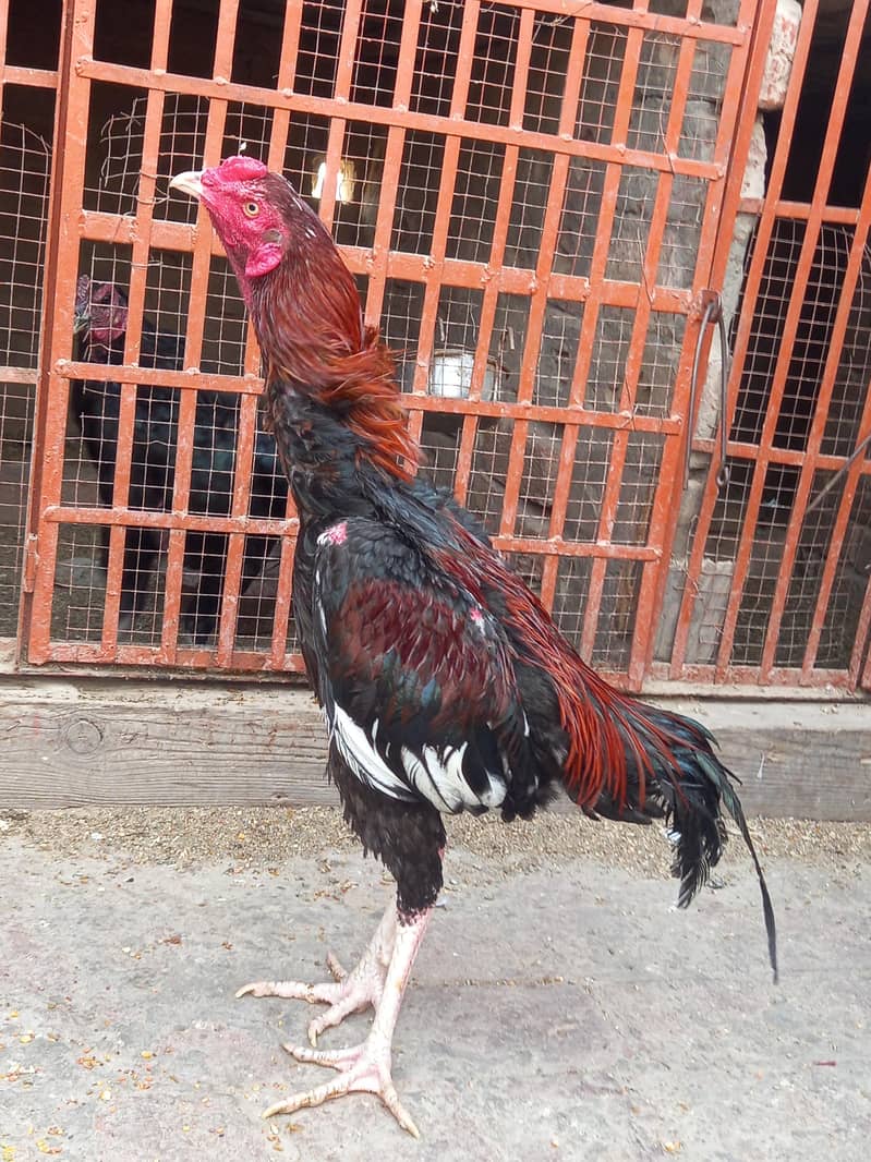 long height mazboot patha 0