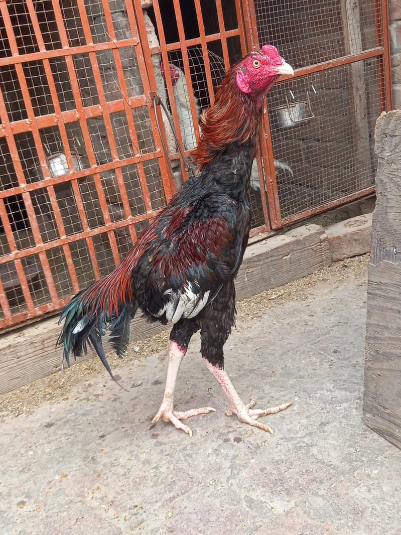 long height mazboot patha 1