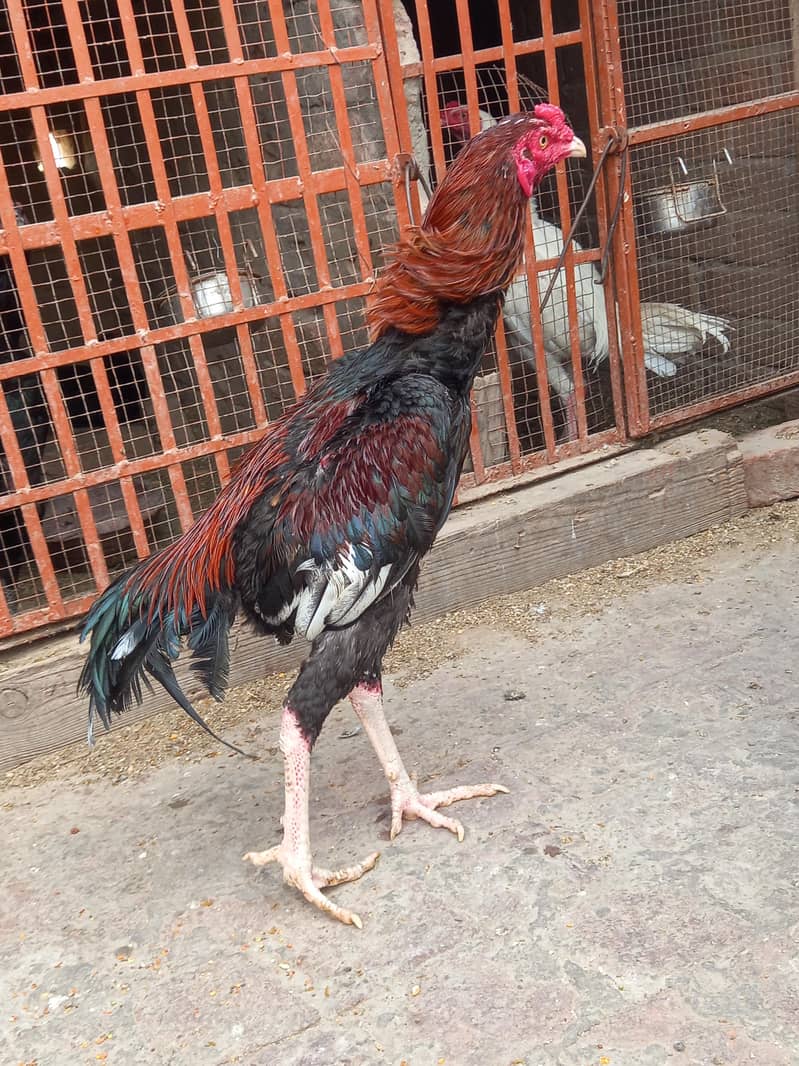 long height mazboot patha 2