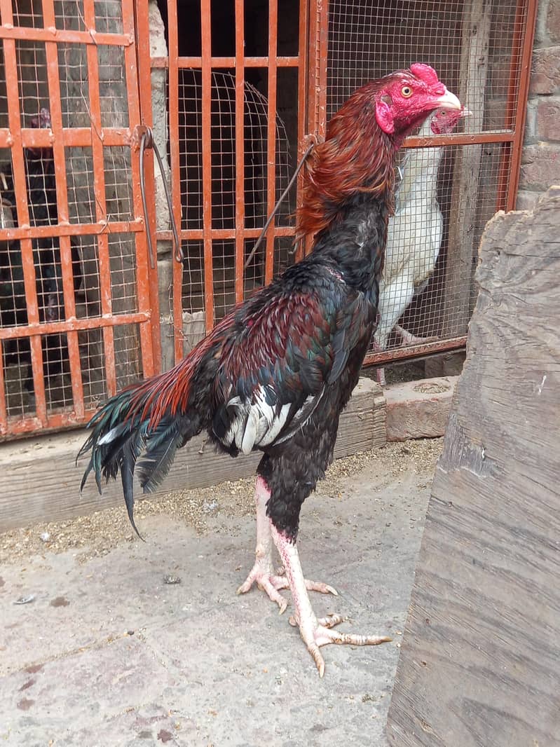 long height mazboot patha 3