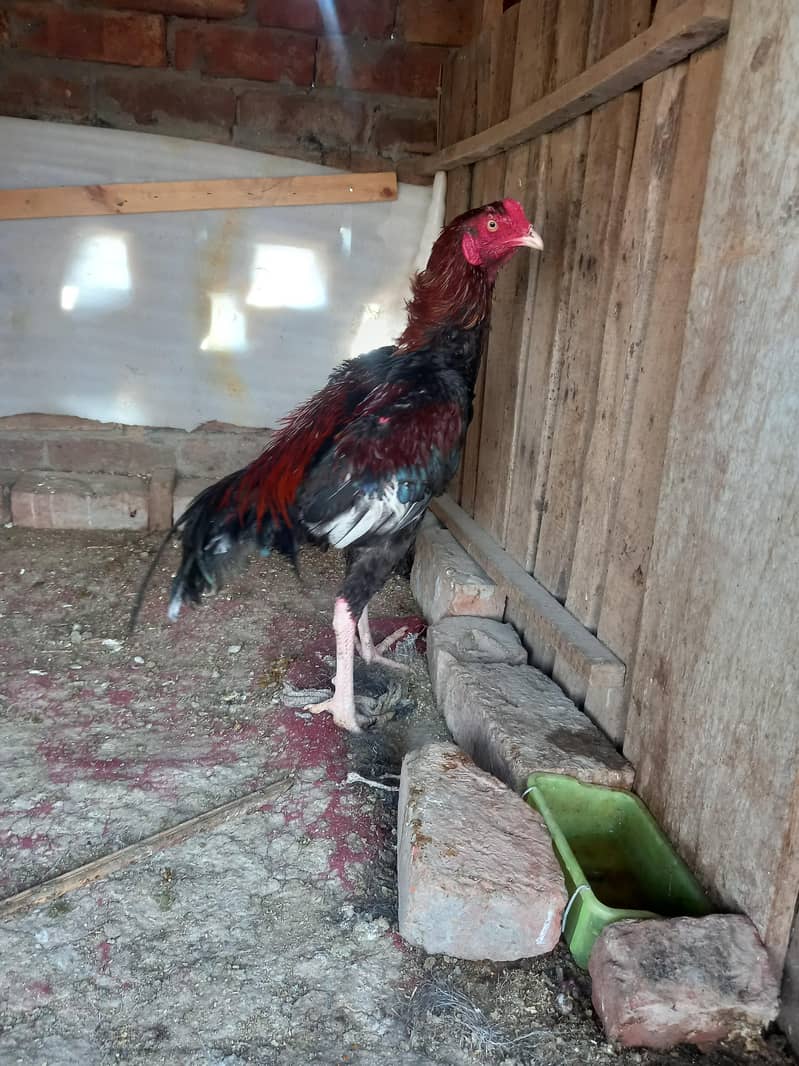 long height mazboot patha 4