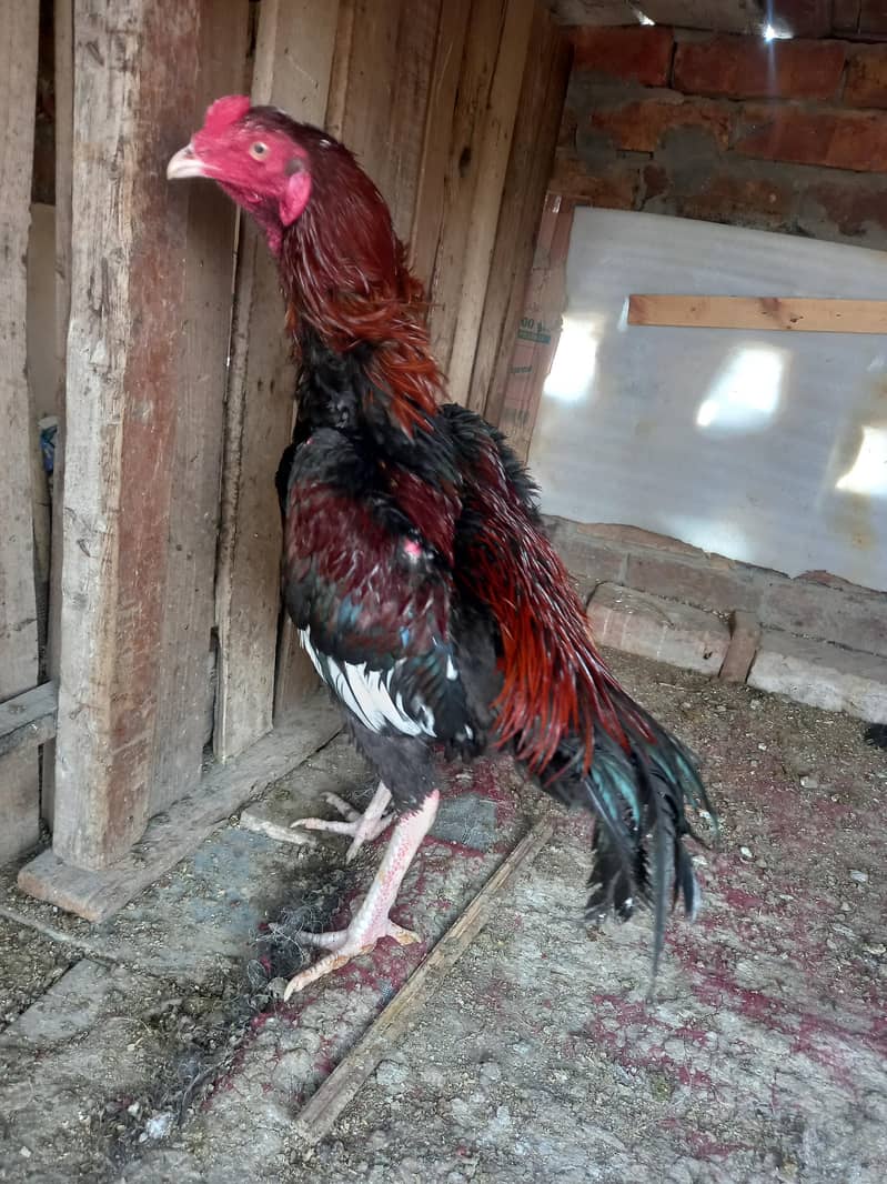 long height mazboot patha 5