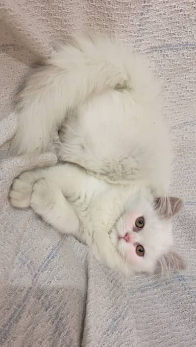 Female persian kitten