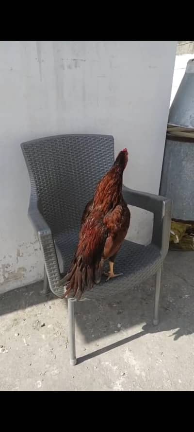 peela phatta for sale full band jor ha