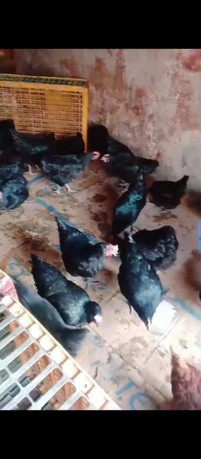 lohman lohmen black all vacinat compl150 piece health and active