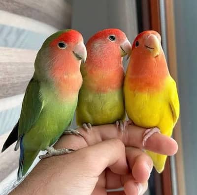 love bird