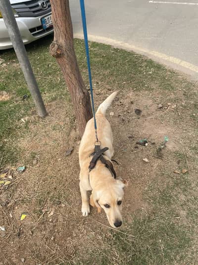 British Labra | Male Puppy | Labrador | Dog | Labra Puppy | Labra