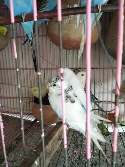 Budgi sale for 600 Rs