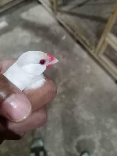 2 pairs opaline java x white java and their babies