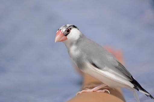 2 pairs opal java red eyes x white java and their babies 2