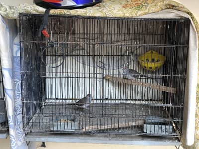 China Dove Breeder Pair