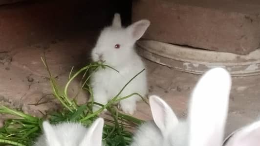 New Shelter Beautiful Bunnies