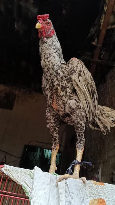 Murga shamuk or murgi hai pair  03074256570