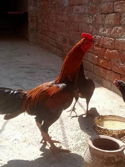 03014650419 ek murga aur teen murgi