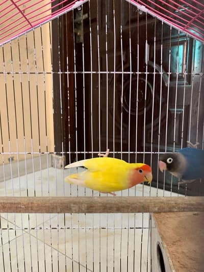 Lovebird Breeding Pair with Cage
