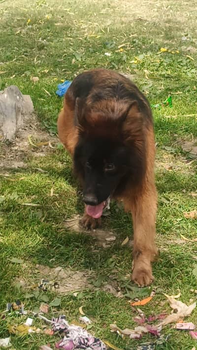 German shepherd female