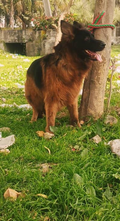 German shepherd female