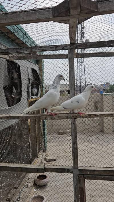 Nivi ka breeder jora