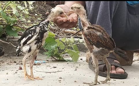 Thai Aseel 2 Month Age