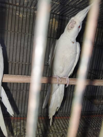 Cocktail white Red eye